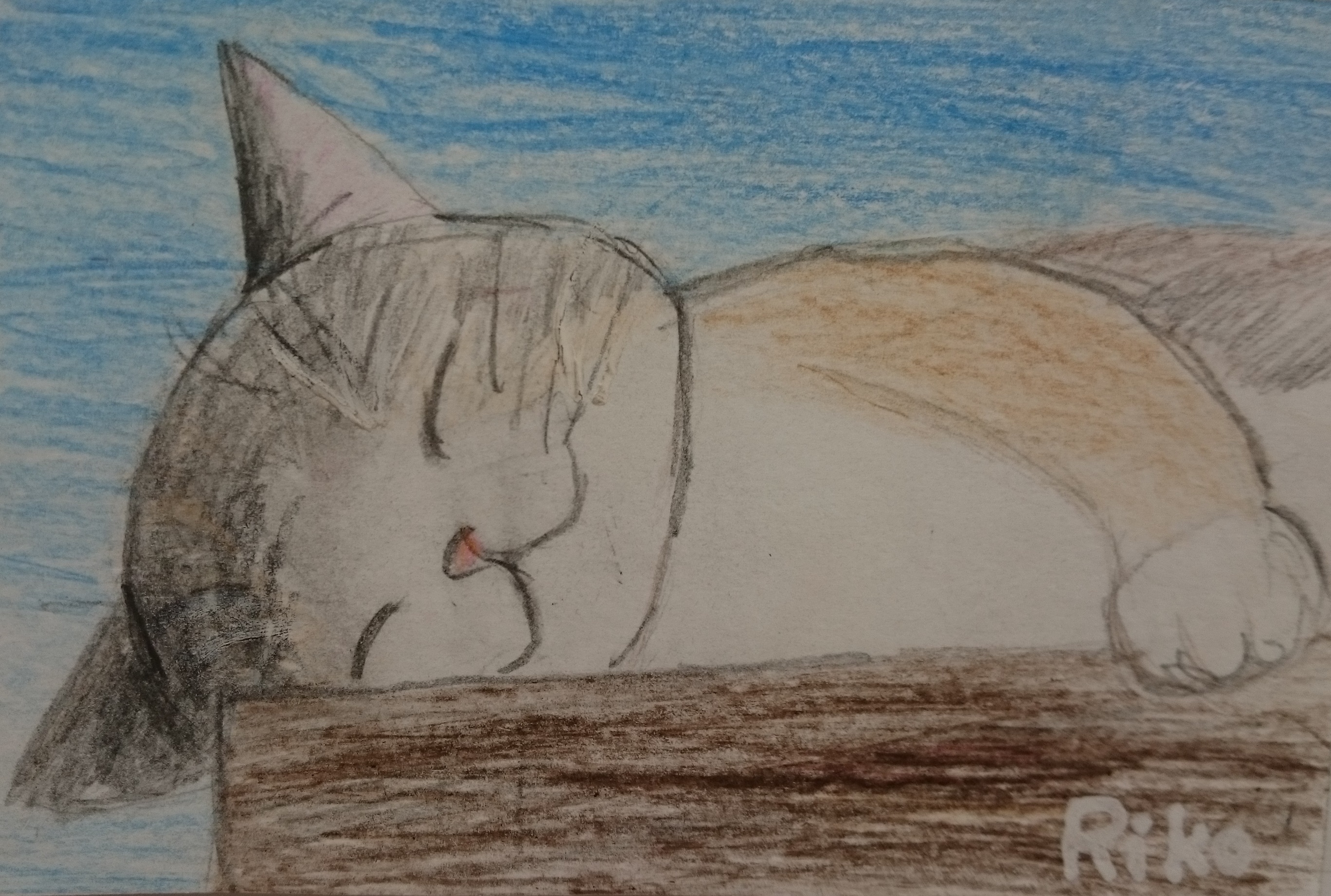 �z�b�R����4