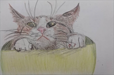 �R�������ʏ�2